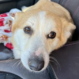 Sage - Red female Pembroke Welsh Corgi puppy in Coeur D’alene, Idaho from Alder Creek Corgis