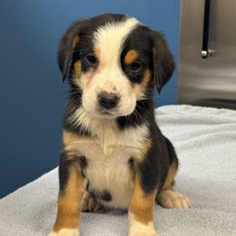Yellow Girl - Black, white and red female Greater Swiss Mountain Dog puppy in Lower Burrell, Pennsylvania from Polyanna’s GSMD