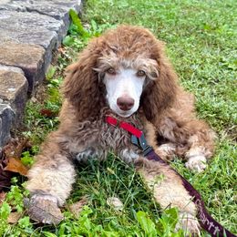 Blue - Phantom male Poodle puppy in Camdenton, Missouri from Silver Lining Poodles