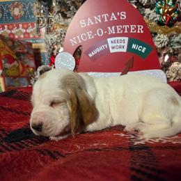 Teddy 2700.00 - Red and white male Basset Hound puppy in Denison, Texas from Emma Lou's Baby Bassets