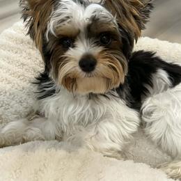 Elias - Black tan and white male Biewer Terrier puppy in Temecula, California from Biewer Puppies USA