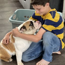 Bulldogs and French Bulldogs from Rathbone Bulldogs