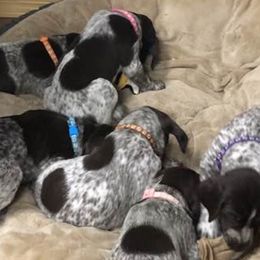 German Shorthaired Pointers from vom Nordland Shorthairs