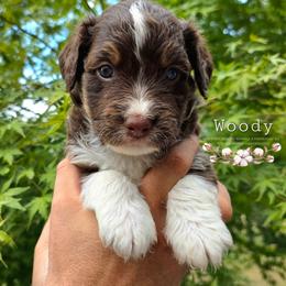 Woody - Red phantom male Aussiedoodle puppy in Vinemont, Alabama from Cotton Country Kennels