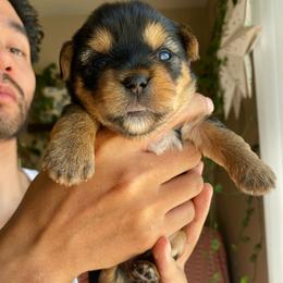 Billie - Black and tan female Yorkshire Terrier puppy in Stockton, California from Lala & Co.