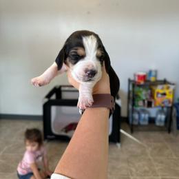 Boy 5 - Black and white male Basset Hound puppy in Las Animas, Colorado from J&D Dachsies