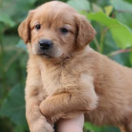 Katie - Dark golden female Golden Retriever puppy in Lucasville, Ohio from Trusting Hearts Kennel