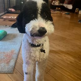 Goldendoodle All Grown Up from Goldendoodles of Arizona