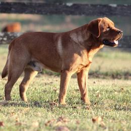 Chester - Labrador Retriever