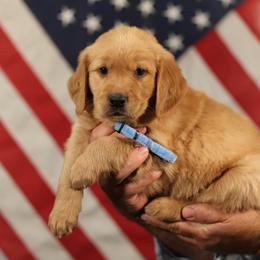 Saffron - Golden male Golden Retriever puppy in Payette, Idaho from Stonewick Retrievers