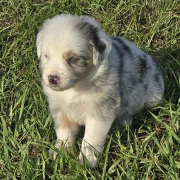 Girl 1 - Blue merle female Australian Shepherd puppy in Lakeland, Florida from Diamond P Australian Shepherds