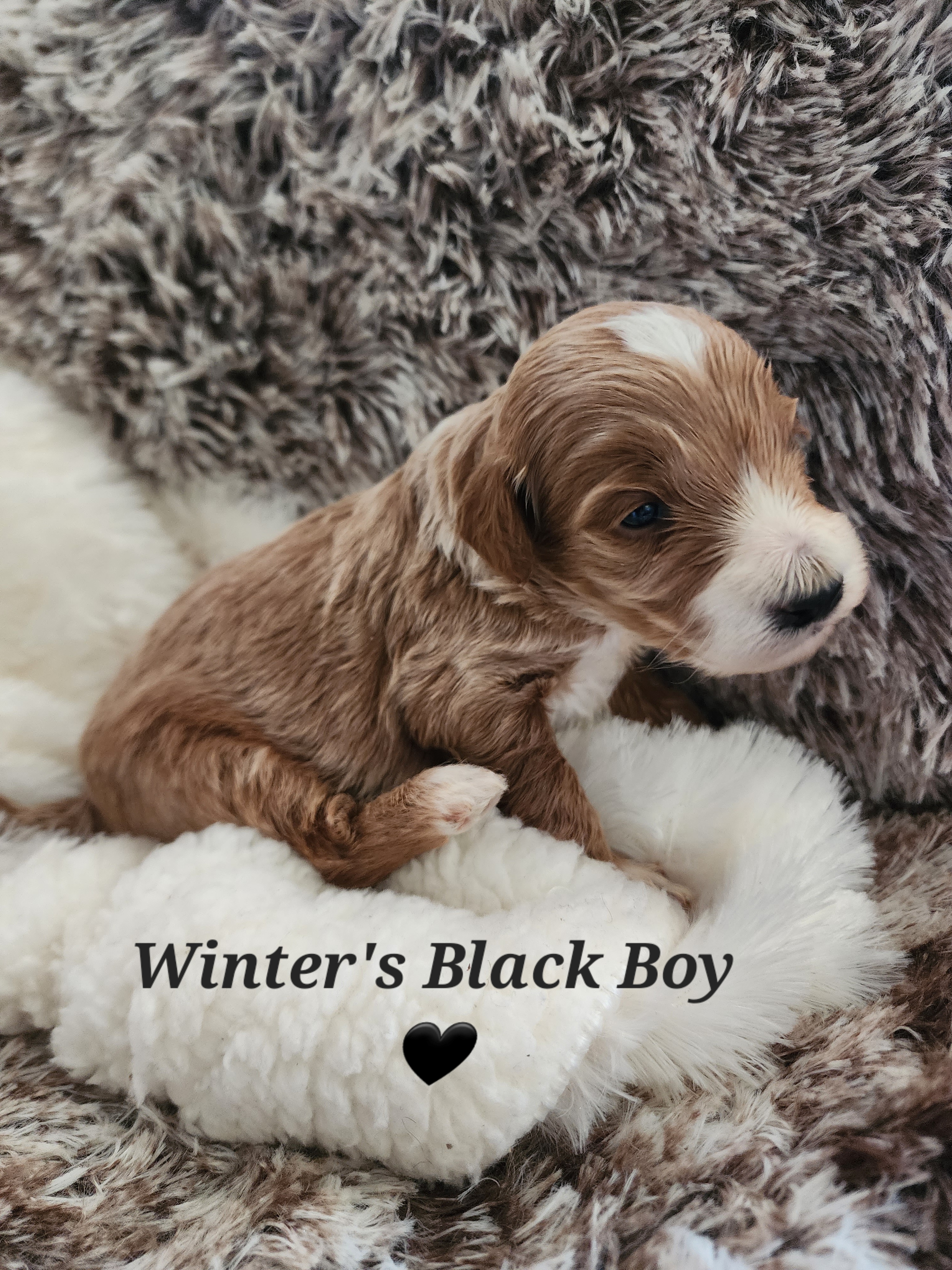 Black boy - Red  Goldendoodle puppy in Wellford, South Carolina from 4goldendoodles