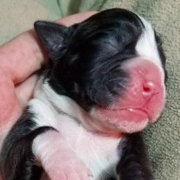 Boxer Puppies from Winchester Boxers