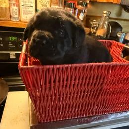Blue - Black male Labrador Retriever puppy in Charleston, Maine from Puddledock Pups