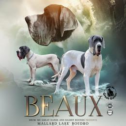 Beaux - Great Dane
