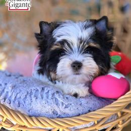Biewer Terrier and Yorkshire Terrier Puppies from Corazon de gigante