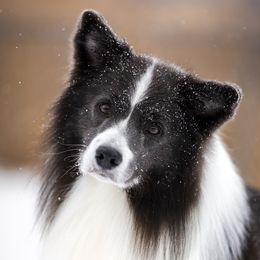 Risk - Border Collie