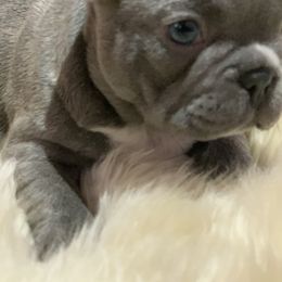 French Bulldog Puppies from McKay’s frenchies & fluffies