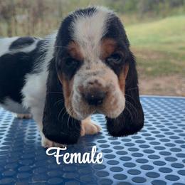 Girl 1 - Black white and brown female Basset Hound puppy in Conway, Missouri from Ozark Mountain Kennel