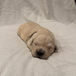 Male pick 2 - Golden male Golden Retriever puppy in Colville, Washington from Columbia Ridge Goldens