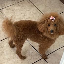 Poodles from Alstartoypoodle