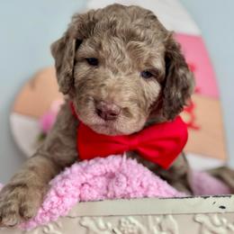 Red - Merle male Goldendoodle puppy in Hesperia, Michigan from Red Acres Poodles & Doodles