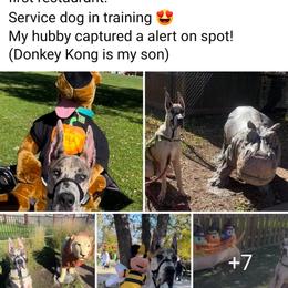 Great Dane Puppies from F&B Kennels