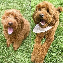 Cavapoo, Goldendoodle, and Poodle All Grown Up from Dlm_doodles