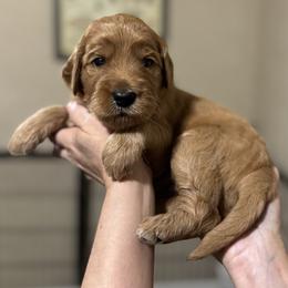 Snoopy (Green Collar) - Red  male Goldendoodle puppy in Bay City, Texas from Charming Doods