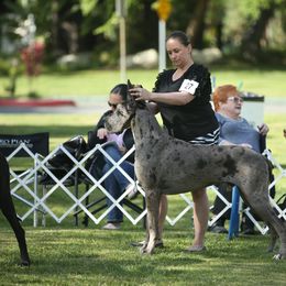 Great Dane All Grown Up from GEM Danes