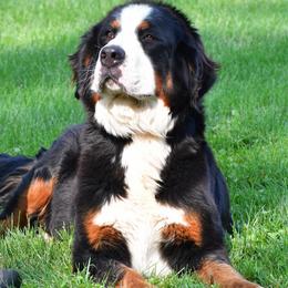 Gem - Bernese Mountain Dog