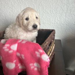 Diamond - Cream female Goldendoodle puppy in Calhan, Colorado from Snowy Goldens LLC