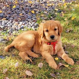 Golden Retriever Puppies from StoneFly Retrievers