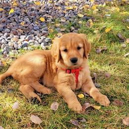 Golden Retriever Puppies from StoneFly Retrievers