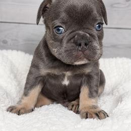 Dean - Blue male French Bulldog puppy in Warm Springs, Arkansas from State Line Dachshunds & Frenchies