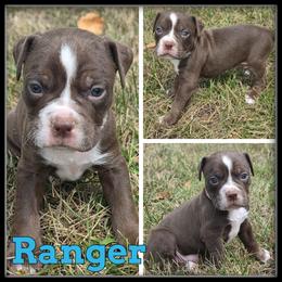 Ranger - Red and white male Olde English Bulldogge puppy in Merrill, Michigan from Haase Family Kennels