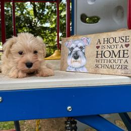 Daisy May Buttercup - Wheaten female Miniature Schnauzer puppy in Auburn, Georgia from Very Special Mini Schnauzers