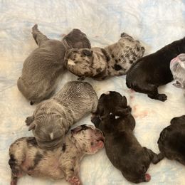 French Bulldog and Labrador Retriever Puppies from Desiree Ortiz's French Bull Dogs and Labrador Retrievers