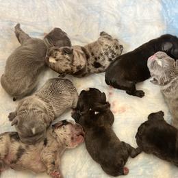French Bulldog and Labrador Retriever Puppies from Desiree Ortiz's French Bull Dogs and Labrador Retrievers