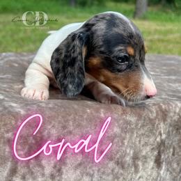 Dachshund Puppies from Camacho_Dachshunds