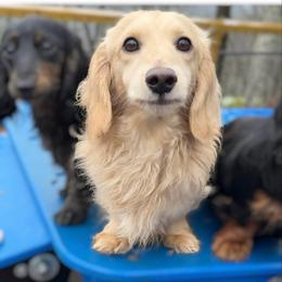 Chip - Dachshund