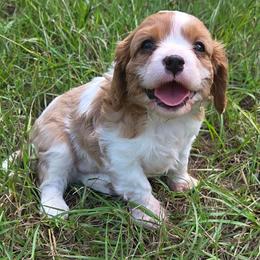 George - Blenheim male Cavalier King Charles Spaniel puppy in Sparta, Georgia from Southern Edge Therapy Ranch Cavaliers