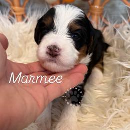 Marmee - Tri-color female Bernedoodle puppy in Snohomish, Washington from Refined Doodles