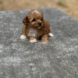Honey - Red female Cavapoo puppy in Cuero, Texas from Firestorm Kennel