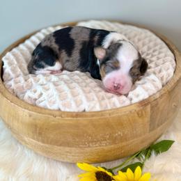 Squash - Blue merle male Aussiedoodle puppy in Adams, Nebraska from Boxcar Doodles and Poodles