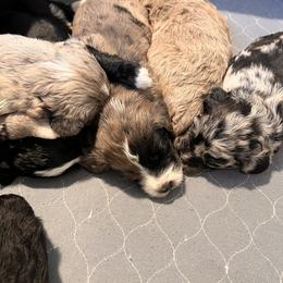 Aussiedoodle Puppies from Happy Hippy Doodles