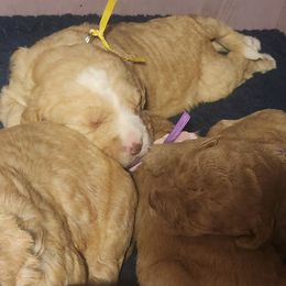 Topaz - Caramel female Labradoodle puppy in Fostoria, Michigan from North Country Kennel Club