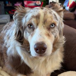 Bella - Australian Shepherd