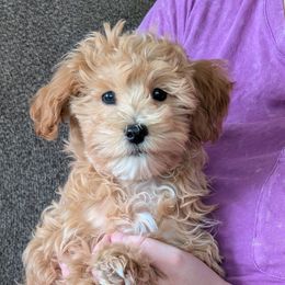 SM4 - Sugars Male 4 - Apricot male Havapoo puppy in Burlington, Iowa from River View Puppies