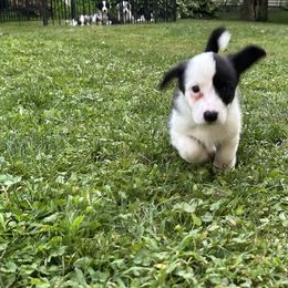 Salem - Black and white female Cardigan Welsh Corgi puppy in Clio, Michigan from Old Oak Cardigans